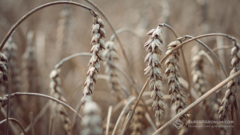 Озима пшениця в господарстві «Лампка Агро»